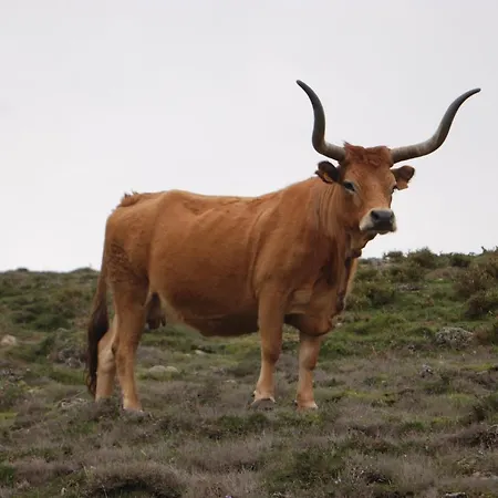 Carvalho Araujo Geres