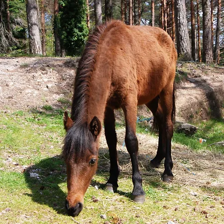 Hotel Carvalho Araujo Geres