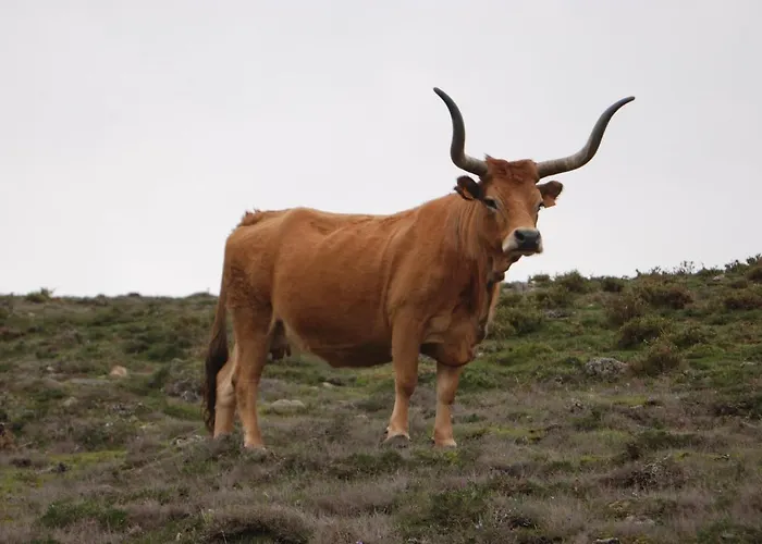 Carvalho Araujo ג'רס