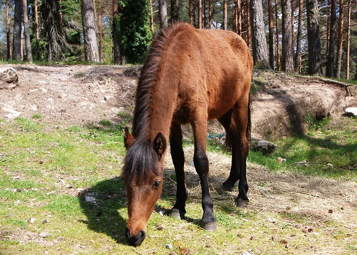 מלון Carvalho Araujo ג'רס